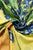 Van Gogh Irises Print Scarf - Fashion Scarf World